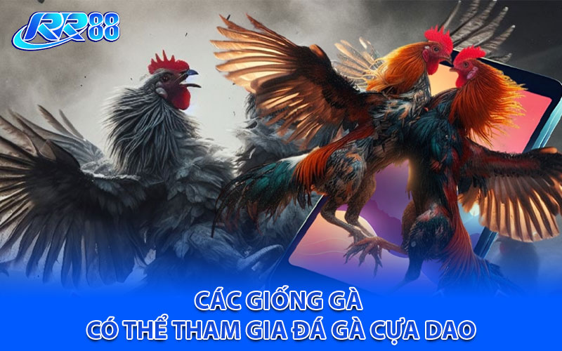 Các giống gà có thể tham gia đá gà cựa dao