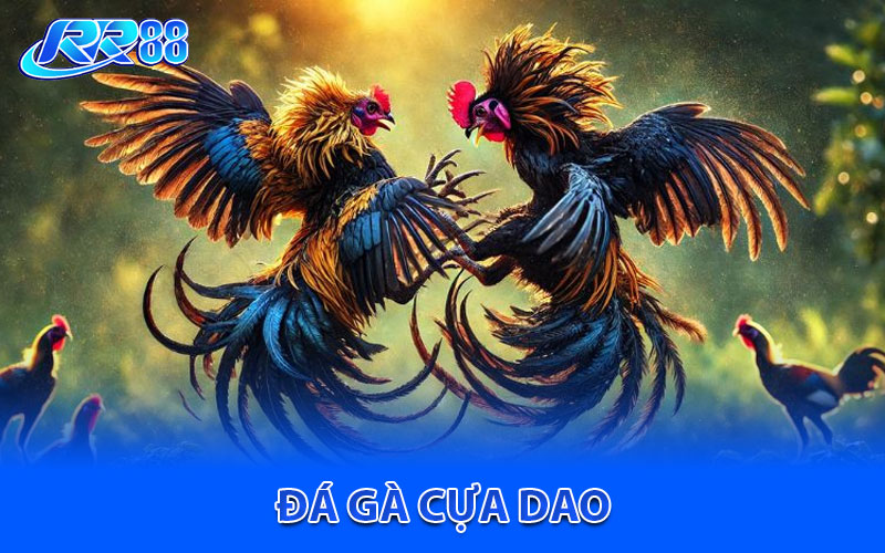 Đá Gà Cựa Dao