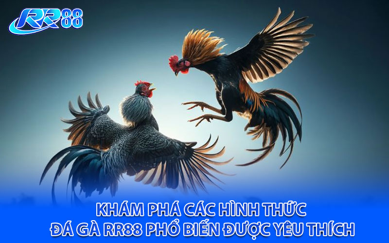 Khám phá các hình thức đá gà RR88 phổ biến được yêu thích