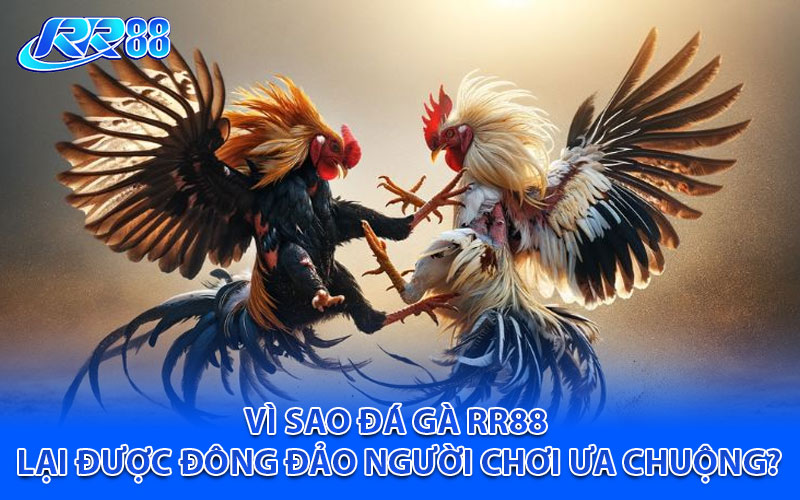 Vì sao đá gà RR88 lại được đông đảo người chơi ưa chuộng?